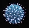 HIV là gì? HIV là gì?